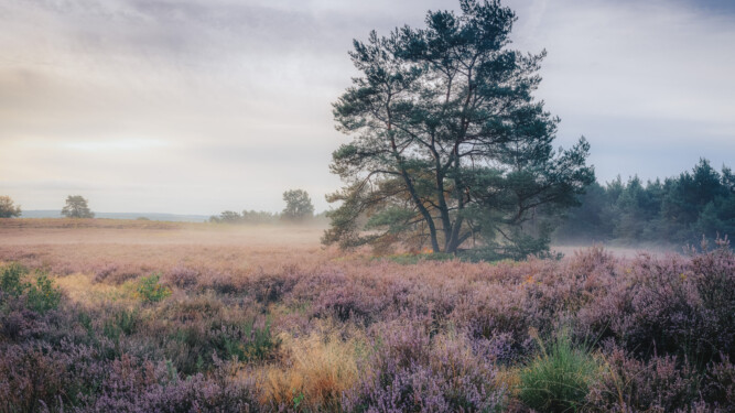 Einzelner Baum in der Mehlinger Heide Titelbild