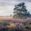 Einzelner Baum in der Mehlinger Heide Titelbild