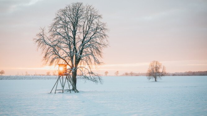 Kastanie mit Hochstand im Winter bei Wagenschwend