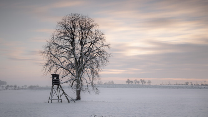 Einzelner Baum im Naturpark Neckar-Odenwald im Winter. Single tree in Neckar-Odenwald Nature Park in winter.