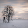 Einzelner Baum im Naturpark Neckar-Odenwald im Winter. Single tree in Neckar-Odenwald Nature Park in winter.